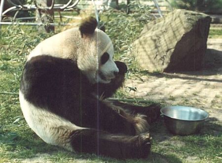 Pandabär im Berliner Zoo