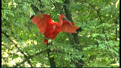 Tierpark Bird