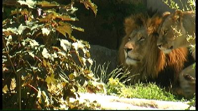 Tierpark Löwen