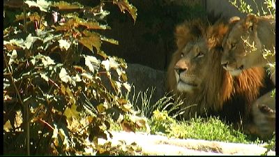 Tierpark Lwen